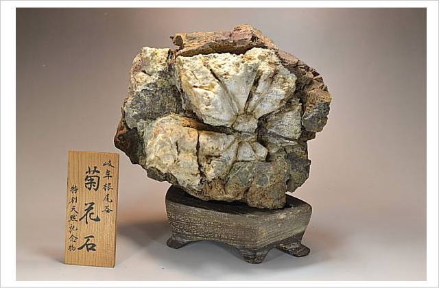 菊花石 岐阜県根尾谷産・台座ガラスケース付観賞石